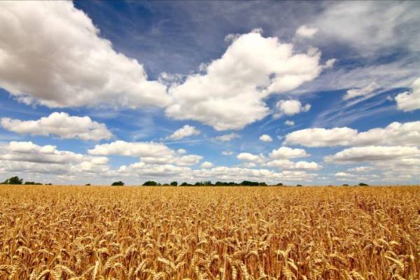 Arable farm purchase