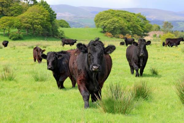 Livestock expansion and slurry store