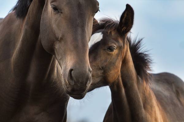 chestnut mare and foal looking cute