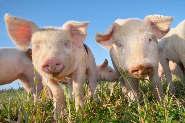 inquisitive piglets, close-up looking straight at camera
