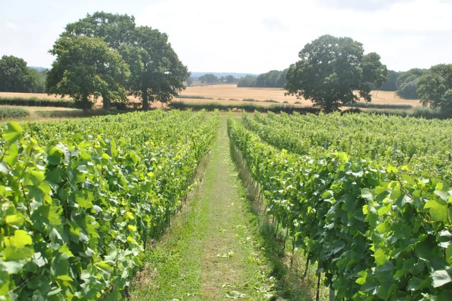 How to finance a vineyard: purchasing, expanding, or refinancing