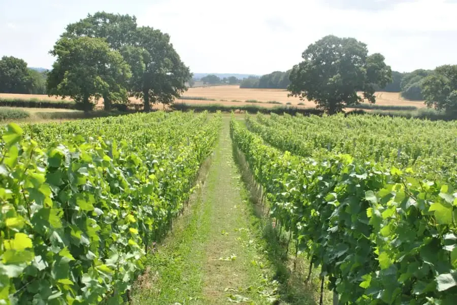How to finance a vineyard